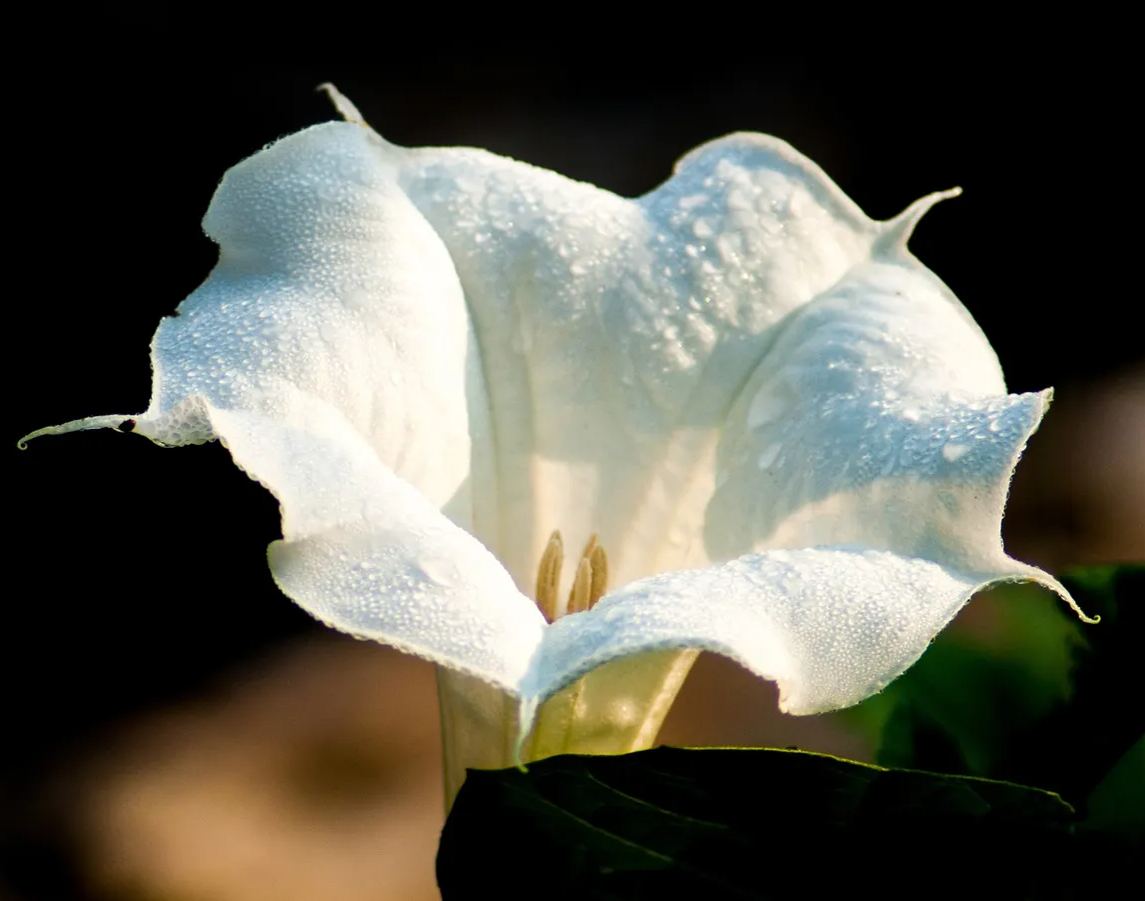 White Datura Seeds