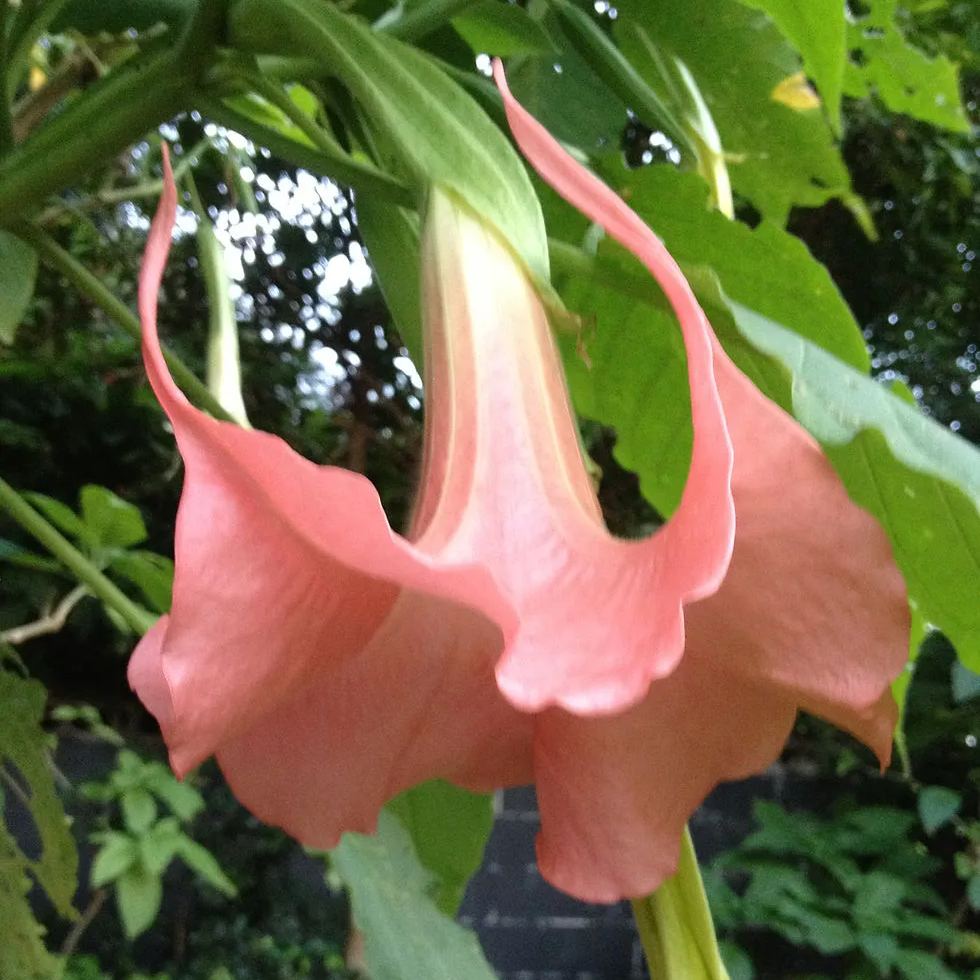 Red Hot Pink Datura Seeds
