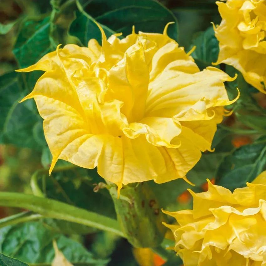 Datura metel 'Golden Queen' Seeds