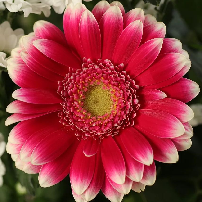 Peach pink gerbera flower seeds, sunflower