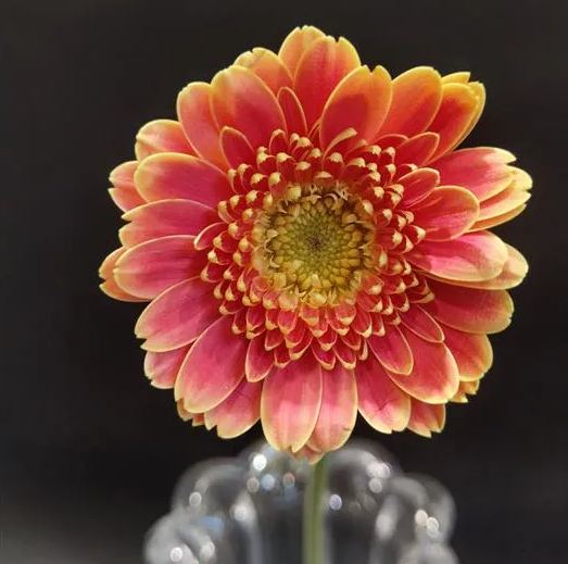 Peach pink gerbera flower seeds, sunflower