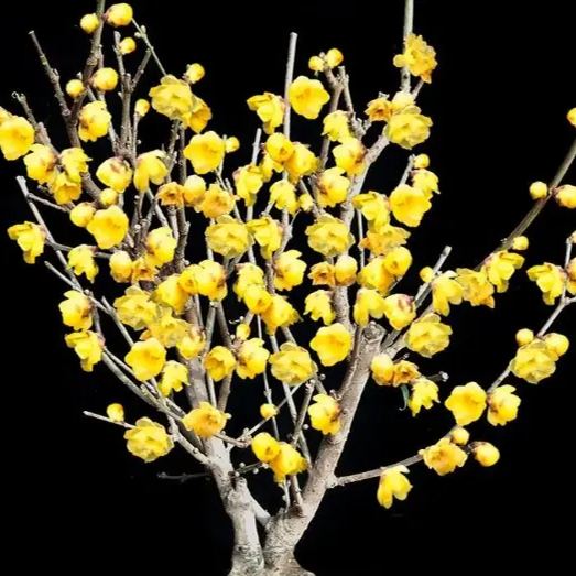 🎉50% off❄️ 100 PCS Rare plum Seed Bonsai Garden 🤶🎄Christmas new products