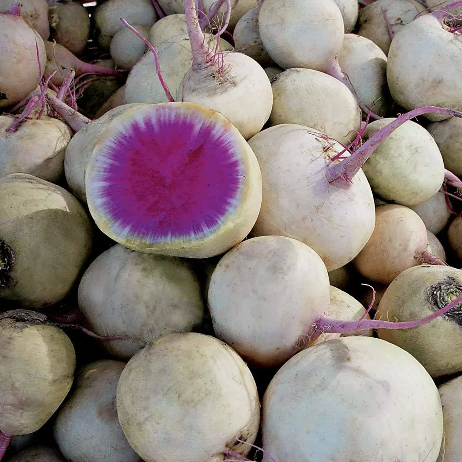 Exotic Radish Watermelon Seeds for Planting