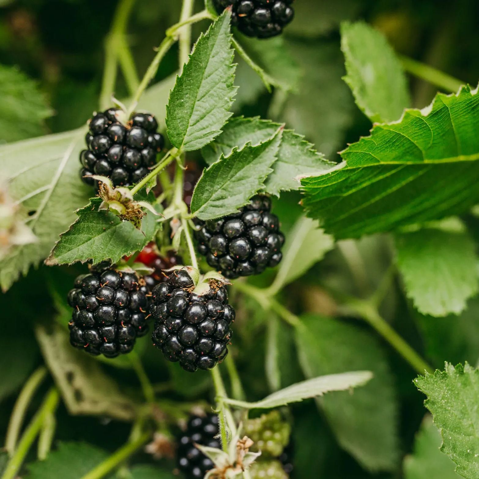 Raspberry Organic Seeds - Heirloom, Open Pollinated, Non GMO - Grow Indoors, Outdoors, In Pots, Grow Beds, Soil, Hydroponics & Aquaponic