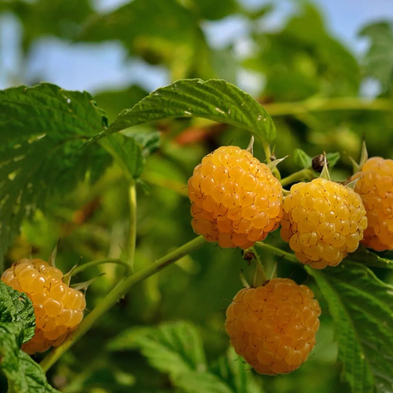 Raspberry Organic Seeds - Heirloom, Open Pollinated, Non GMO - Grow Indoors, Outdoors, In Pots, Grow Beds, Soil, Hydroponics & Aquaponic