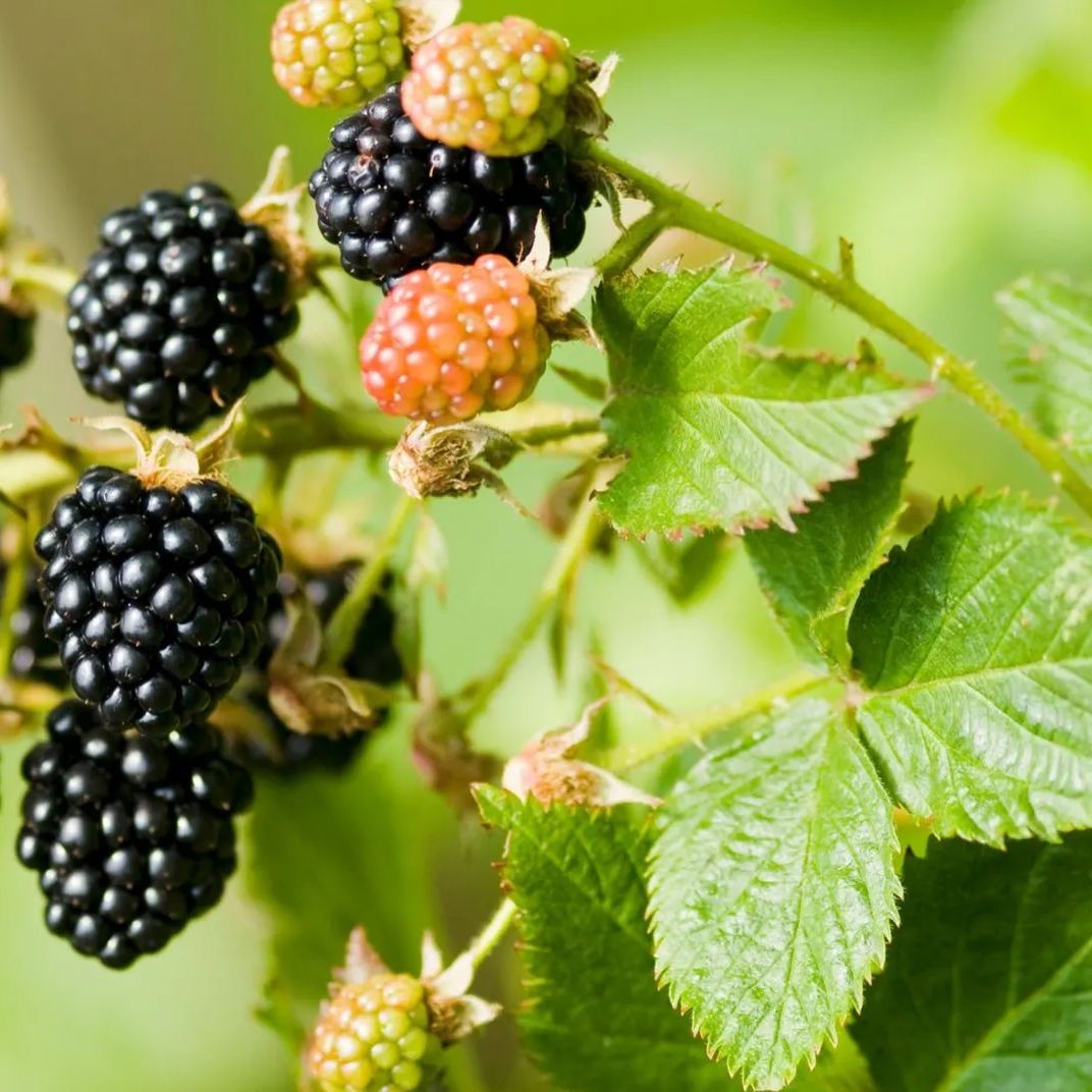 Raspberry Organic Seeds - Heirloom, Open Pollinated, Non GMO - Grow Indoors, Outdoors, In Pots, Grow Beds, Soil, Hydroponics & Aquaponic