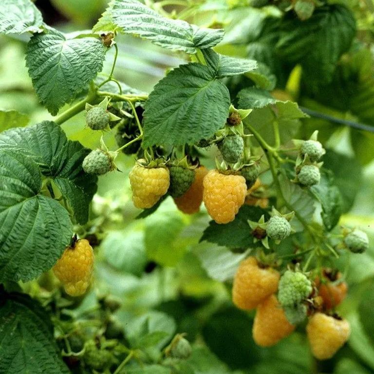 Raspberry Organic Seeds - Heirloom, Open Pollinated, Non GMO - Grow Indoors, Outdoors, In Pots, Grow Beds, Soil, Hydroponics & Aquaponic