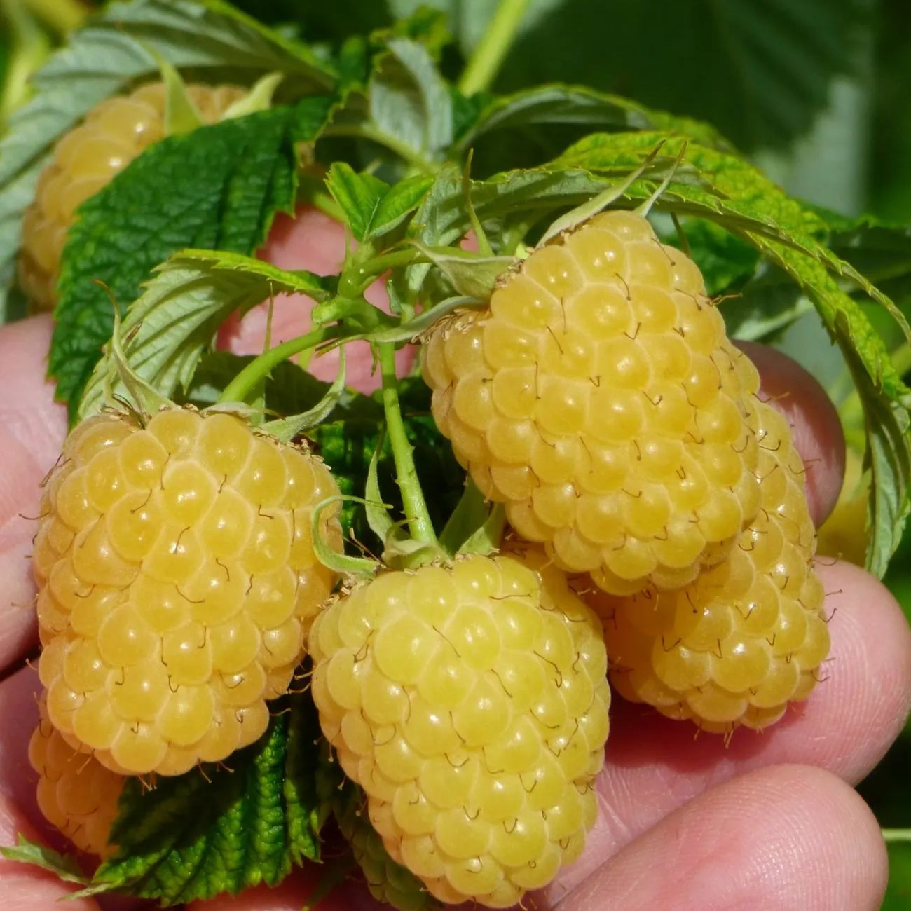 Raspberry Organic Seeds - Heirloom, Open Pollinated, Non GMO