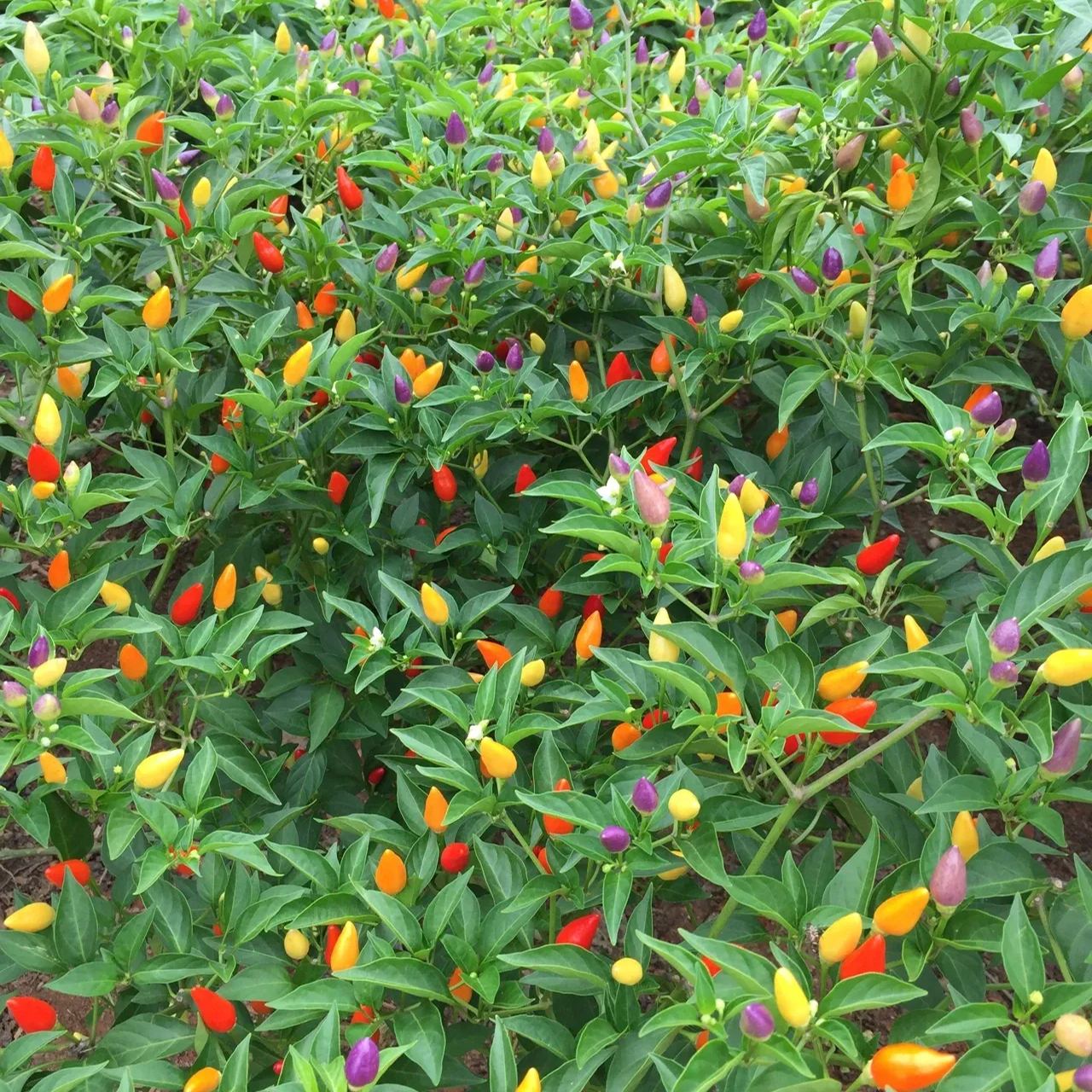 🌶️56% OFF💥🔥Colorful Hot Pepper Seeds🌈