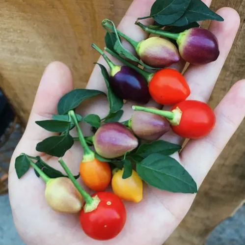 🌶️56% OFF💥🔥Colorful Hot Pepper Seeds🌈