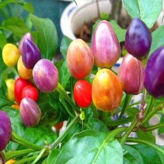 🌶️56% OFF💥🔥Colorful Hot Pepper Seeds🌈
