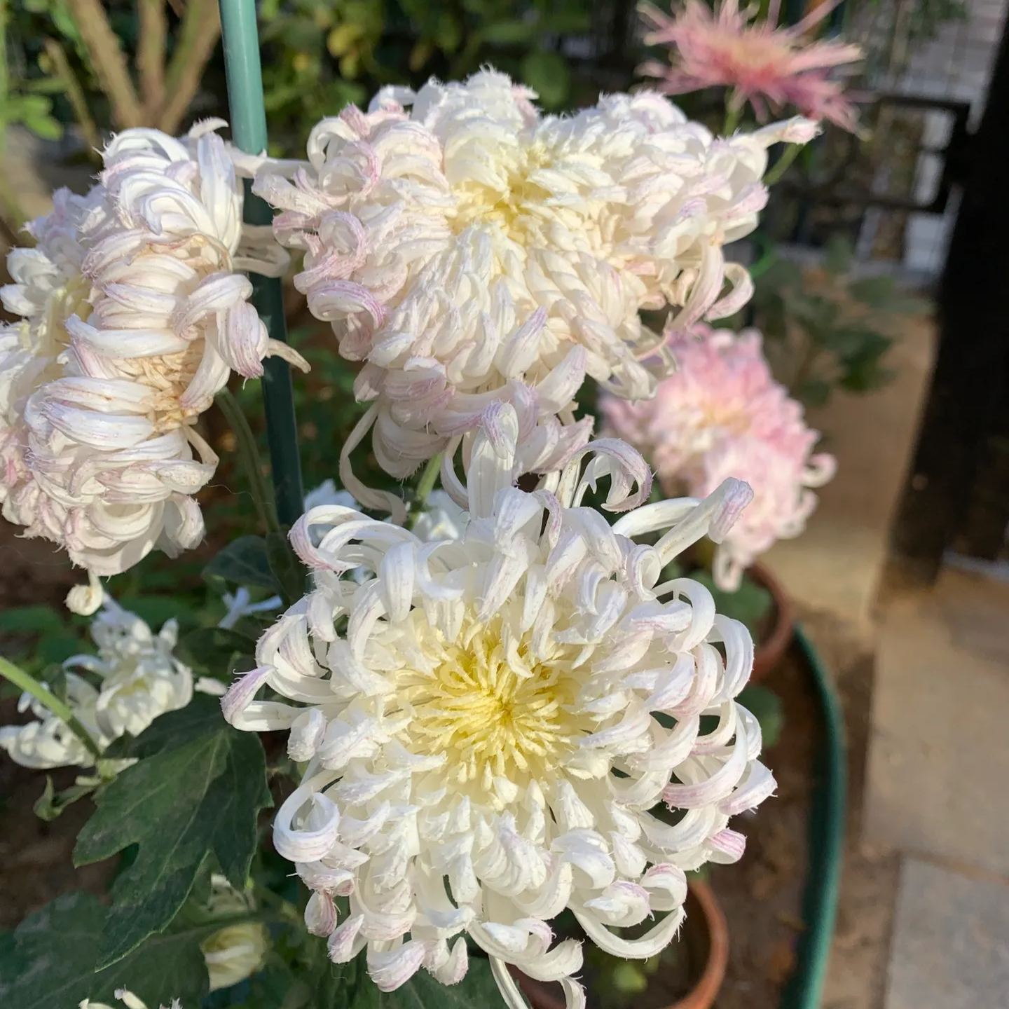 Rare and precious chrysanthemum seeds
