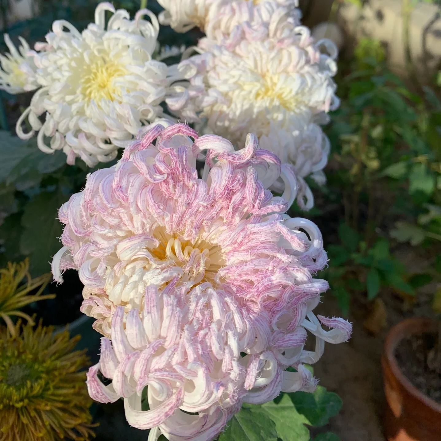 Rare and precious chrysanthemum seeds