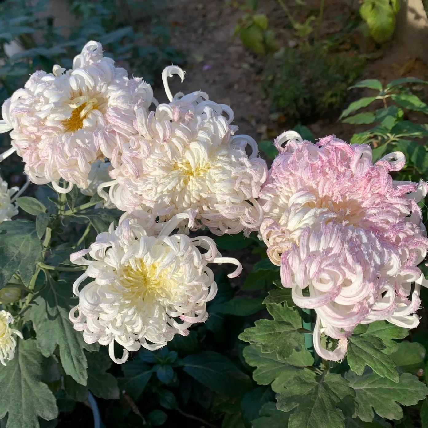 Rare and precious chrysanthemum seeds