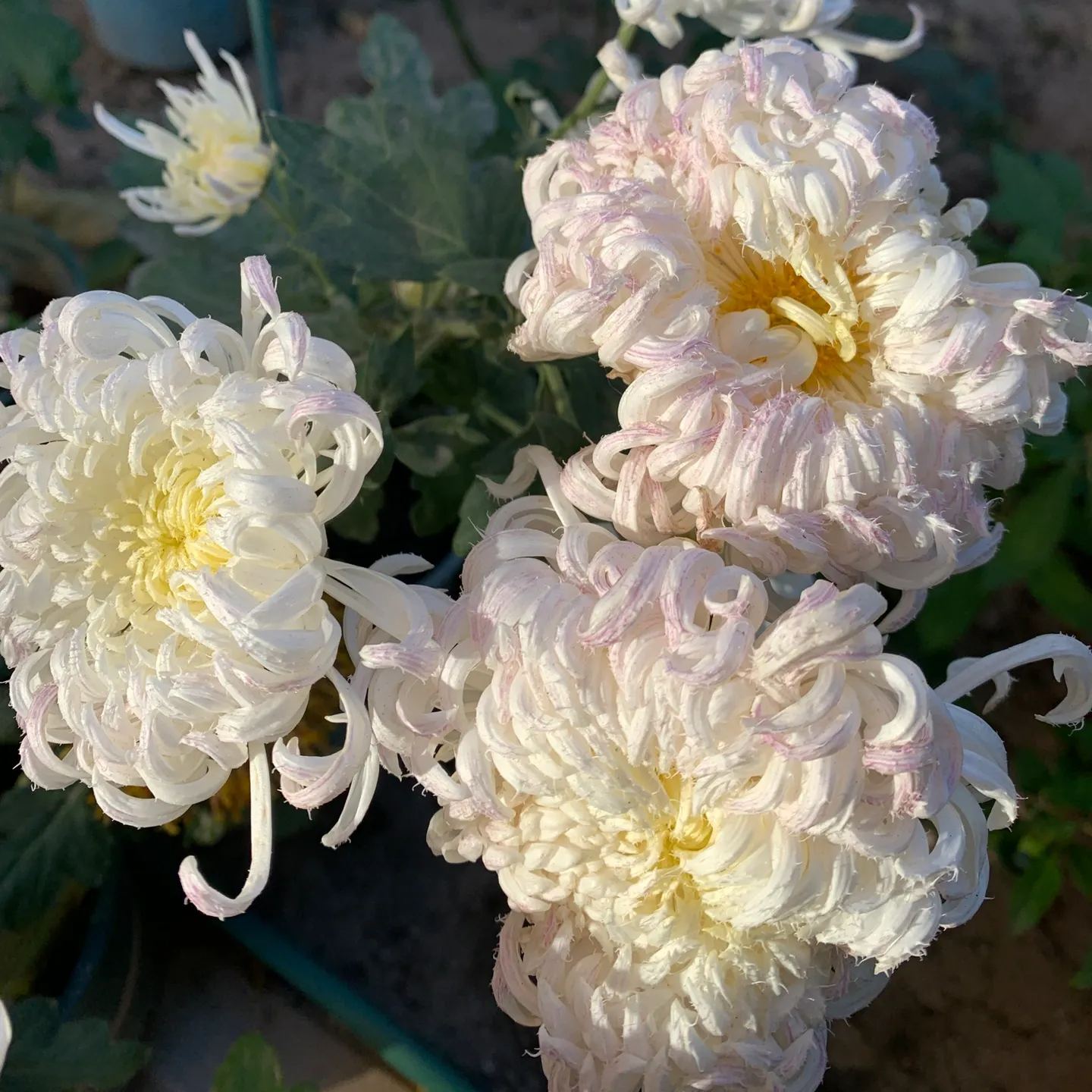 Rare and precious chrysanthemum seeds