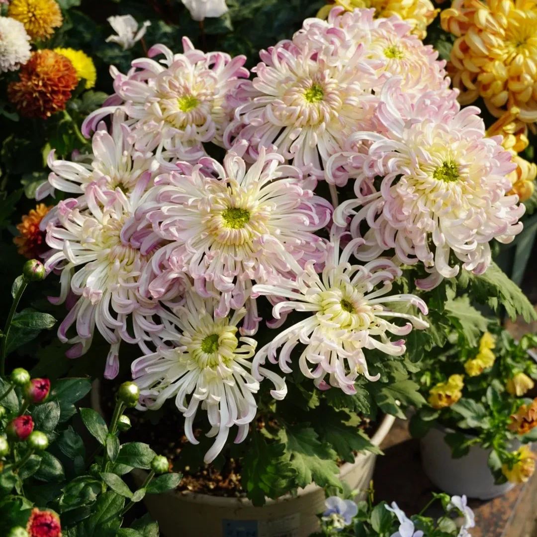 Rare and precious chrysanthemum seeds