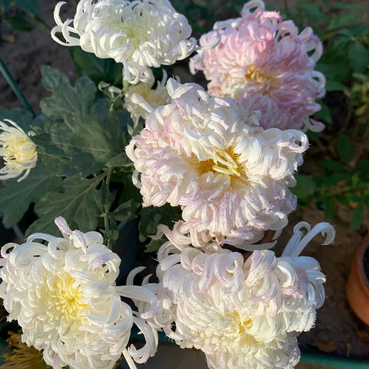 Rare and precious chrysanthemum seeds