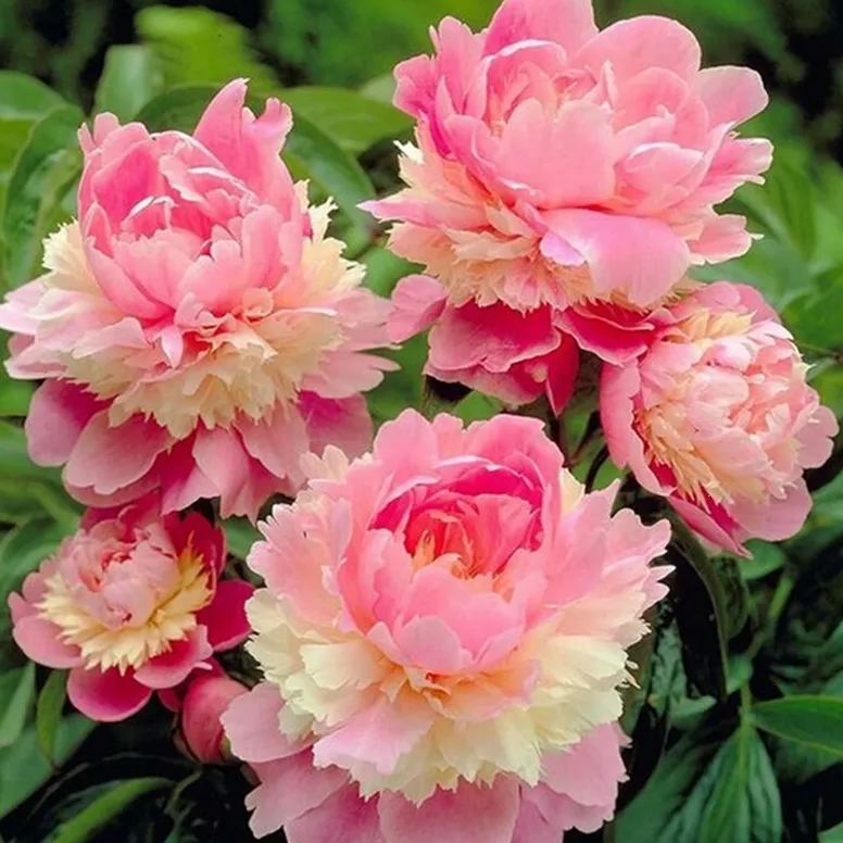 🎄Christmas promotion🎄-Mixed Color Overlord Double Peony Flower Seeds