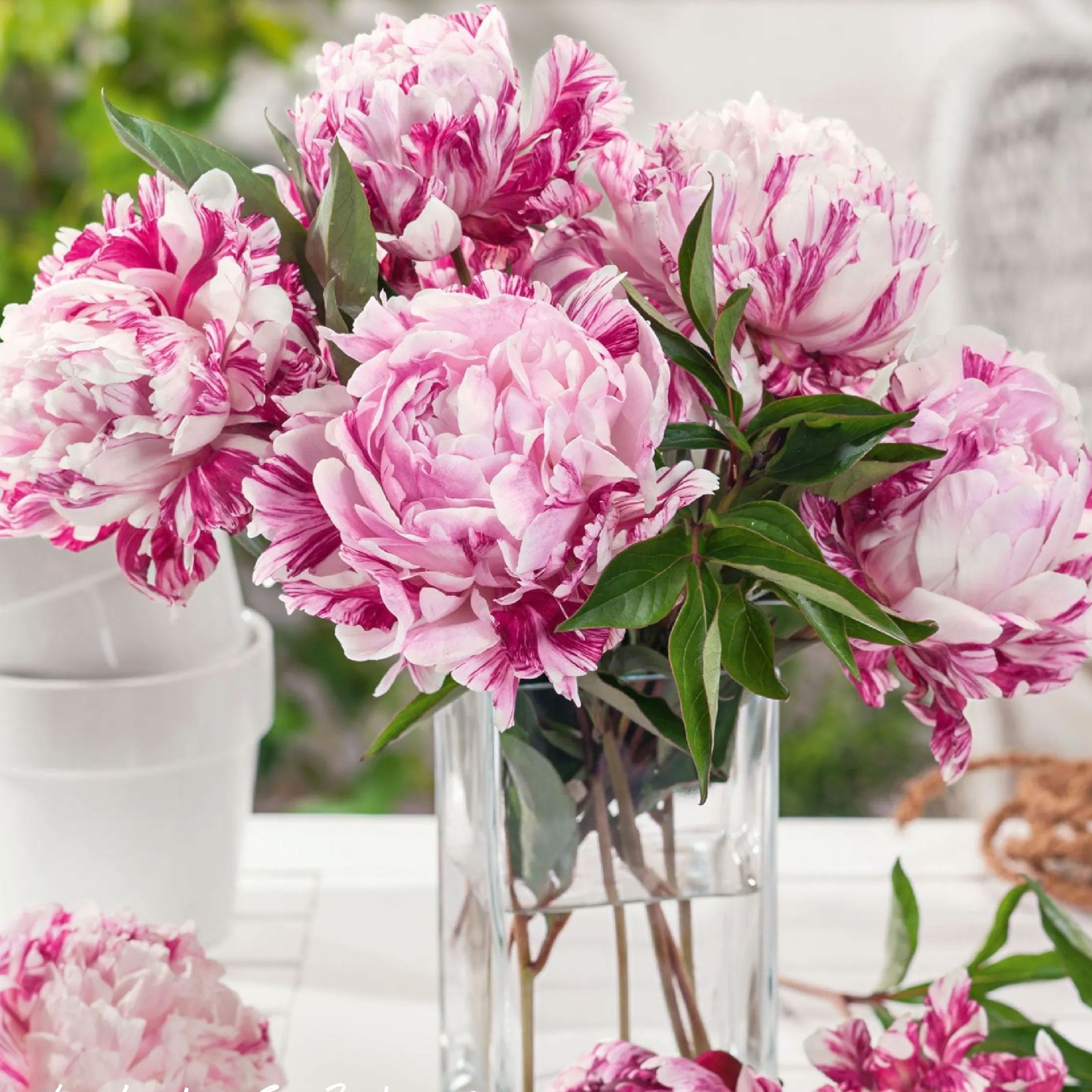 🎄Christmas promotion🎄-Mixed Color Overlord Double Peony Flower Seeds