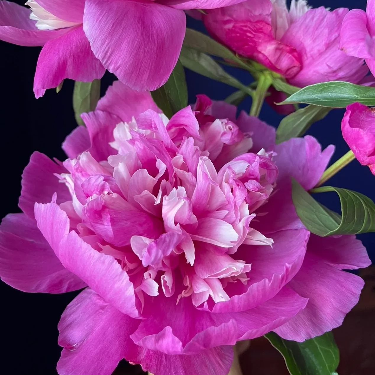 🎄Christmas promotion🎄-Mixed Color Overlord Double Peony Flower Seeds
