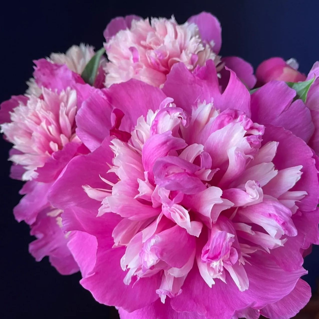 🎄Christmas promotion🎄-Mixed Color Overlord Double Peony Flower Seeds