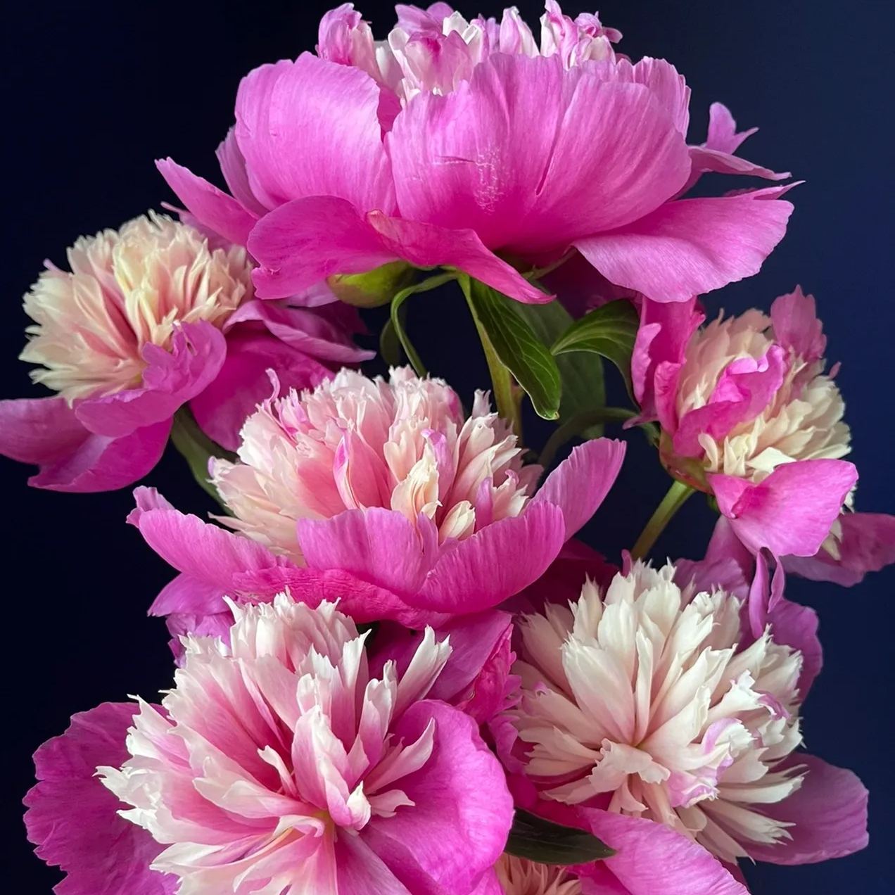 🎄Christmas promotion🎄-Mixed Color Overlord Double Peony Flower Seeds