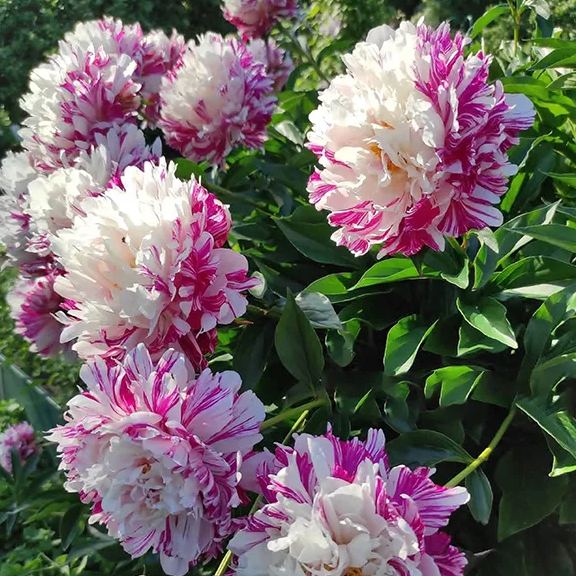 🎄Christmas promotion🎄-Mixed Color Overlord Double Peony Flower Seeds