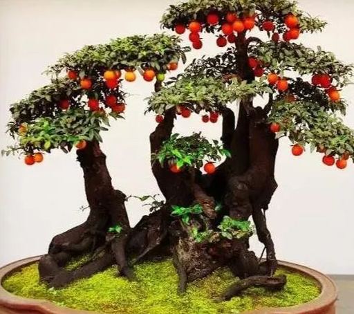 🪴50% off⚡Rare Golden marble seeds bonsai gardening（ 🎍Diospyros cathayensis）