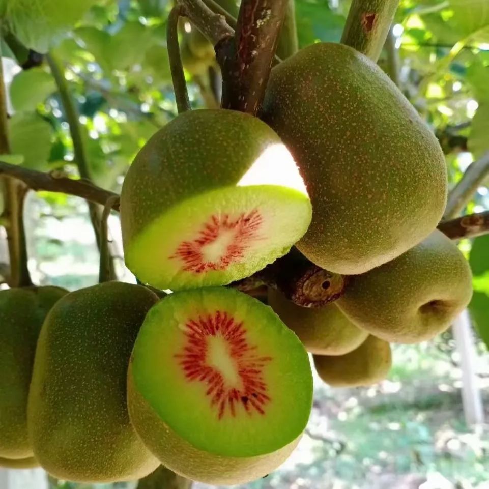 🎆75% off 🥂100 PCS Kiwi with red heart