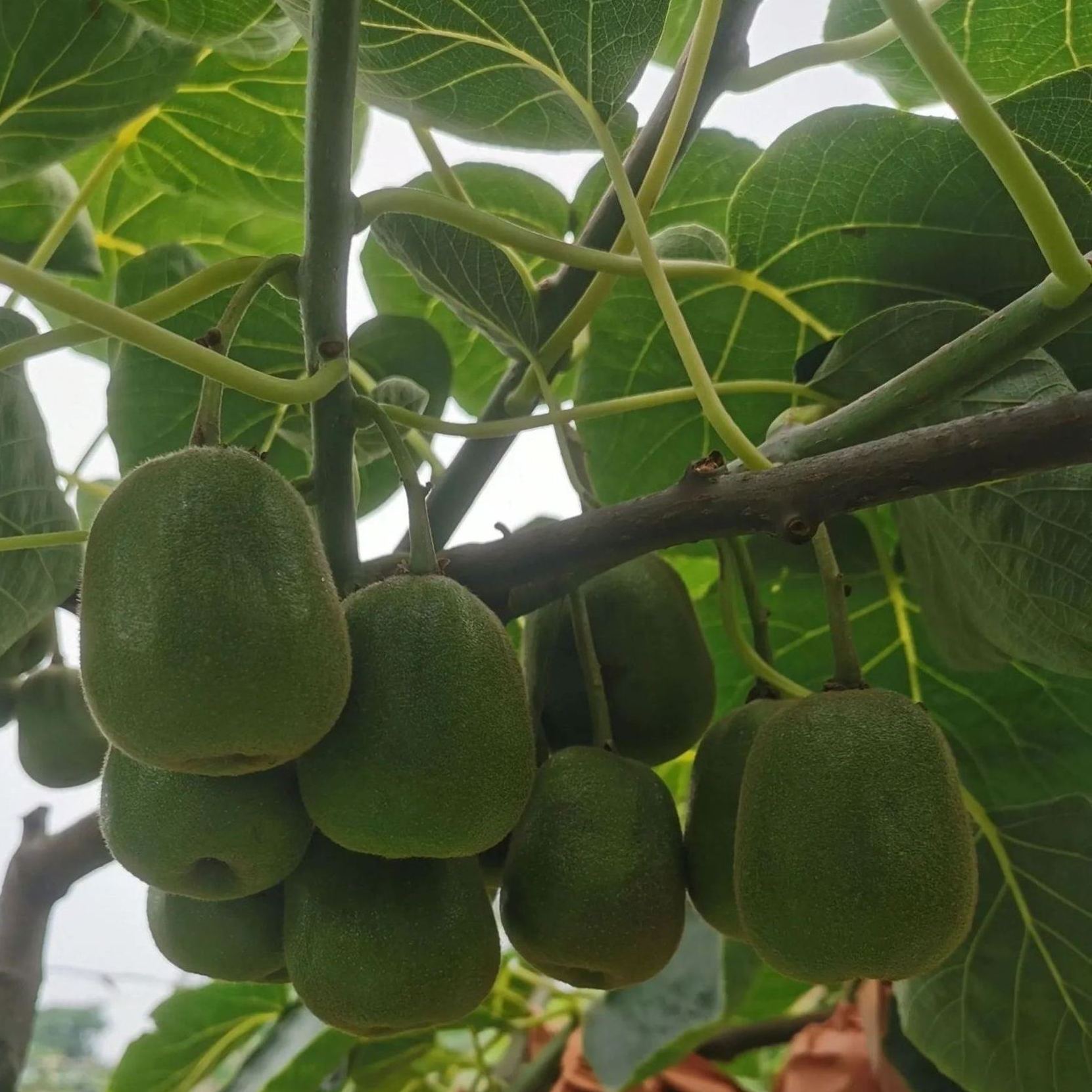 🎆75% off 🥂100 PCS Kiwi with red heart