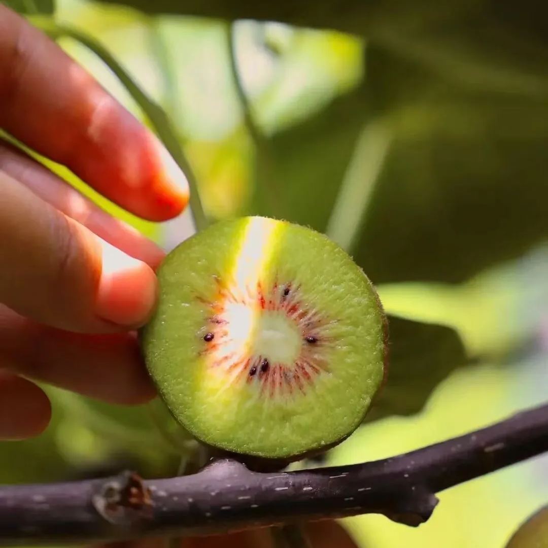 🎆75% off 🥂100 PCS Kiwi with red heart