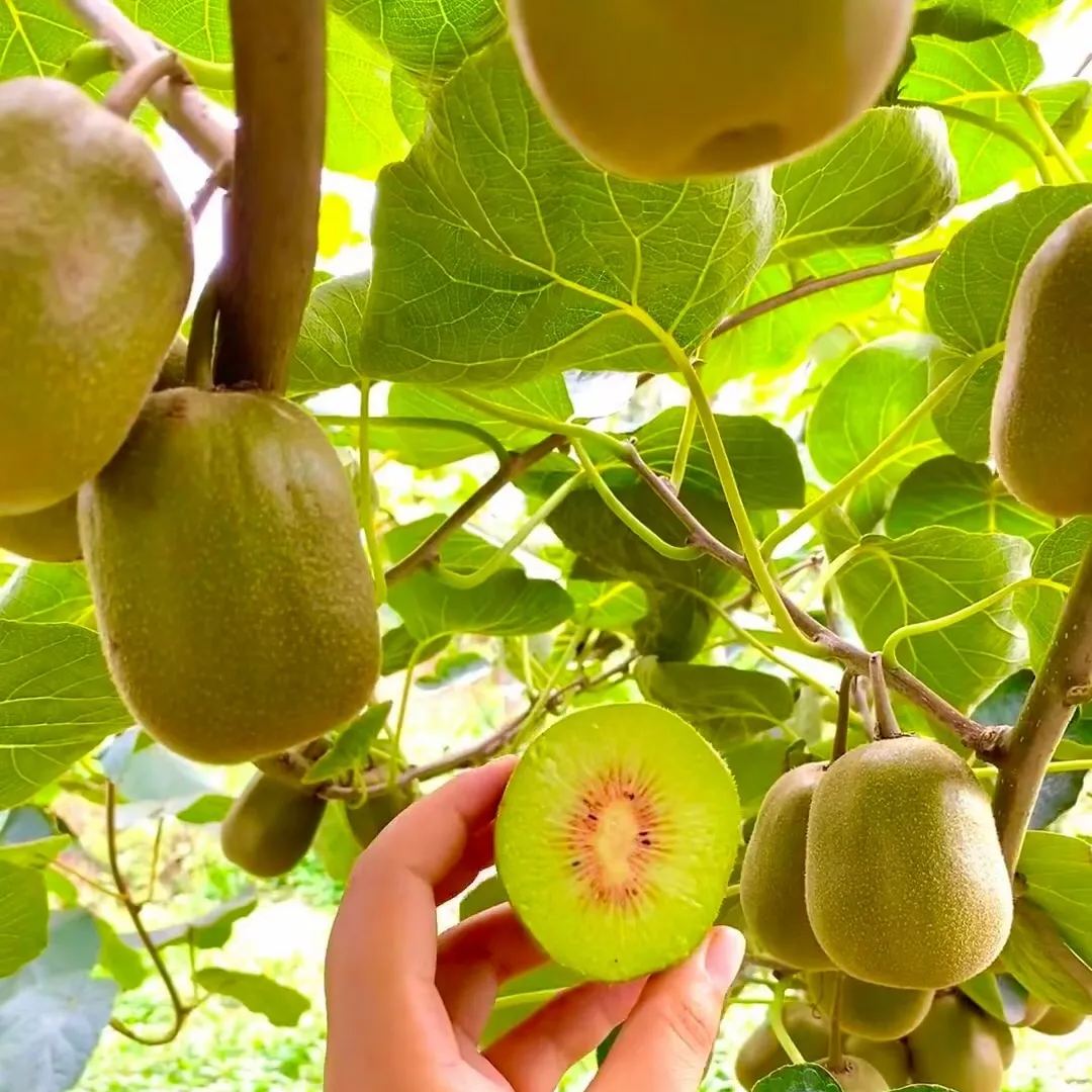 🎆75% off 🥂100 PCS Kiwi with red heart