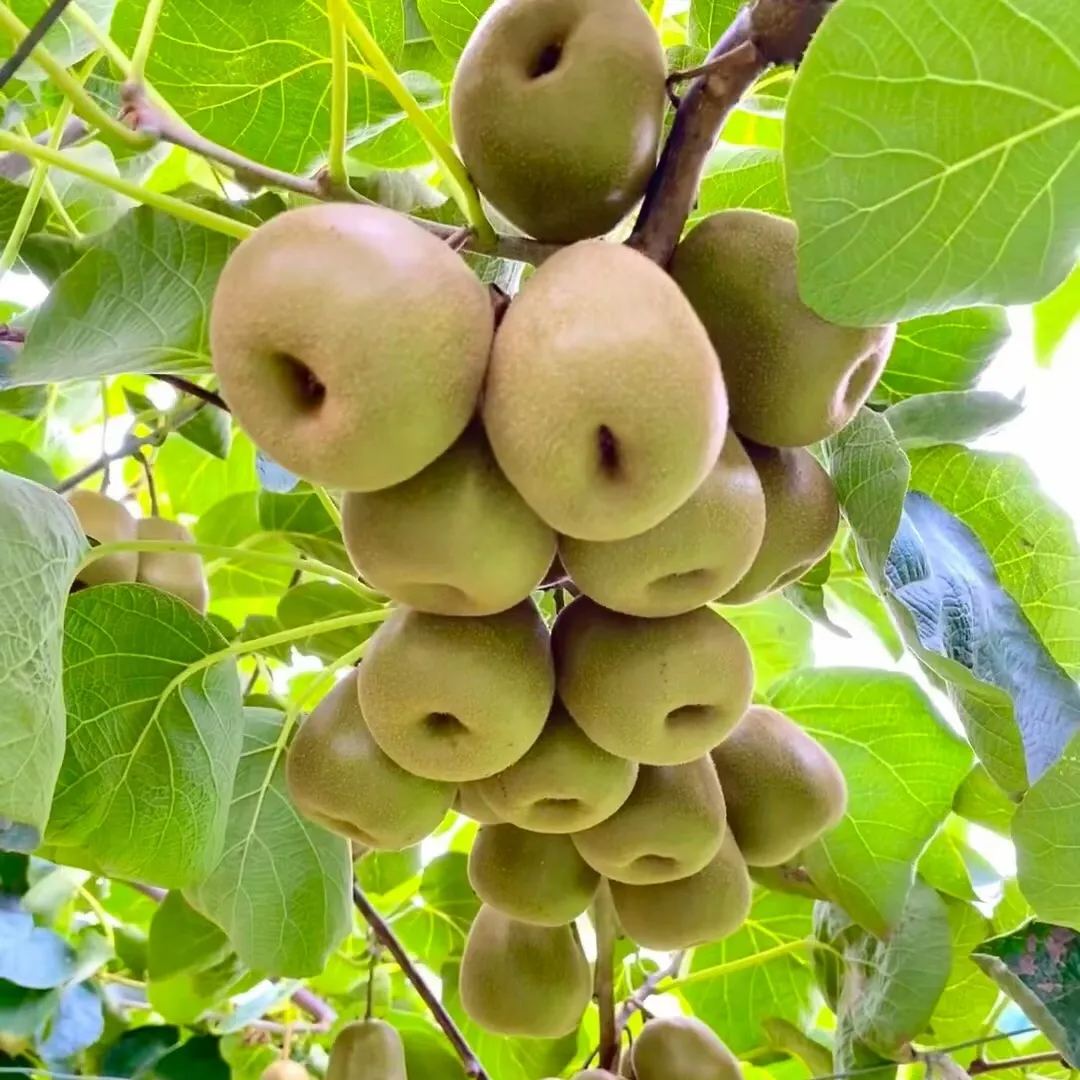 🎆75% off 🥂100 PCS Kiwi with red heart