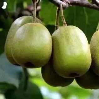 🎆75% off 🥂100 PCS Red Heart Kiwi Seeds