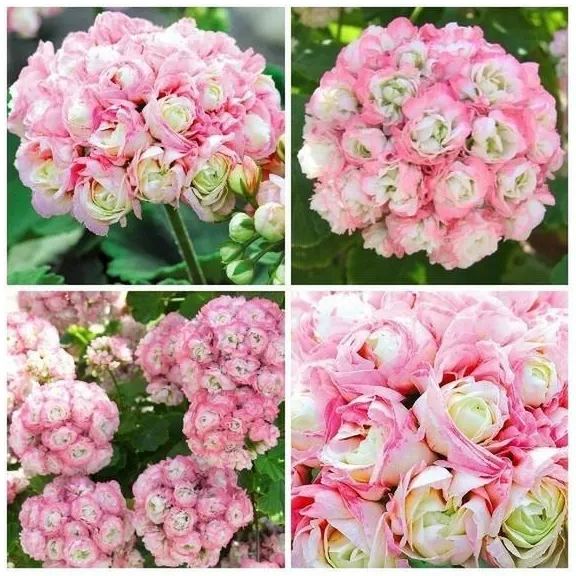 🎆Hot Sale🥂Apple Blossom Geranium Seeds
