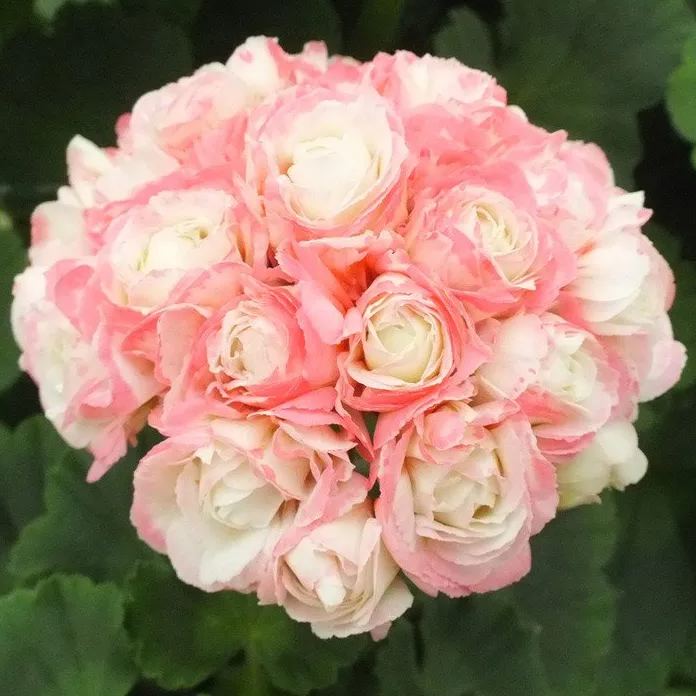 🎆Hot Sale🥂Apple Blossom Geranium Seeds