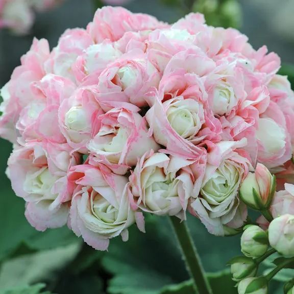 🎆Hot Sale🥂Apple Blossom Geranium Seeds