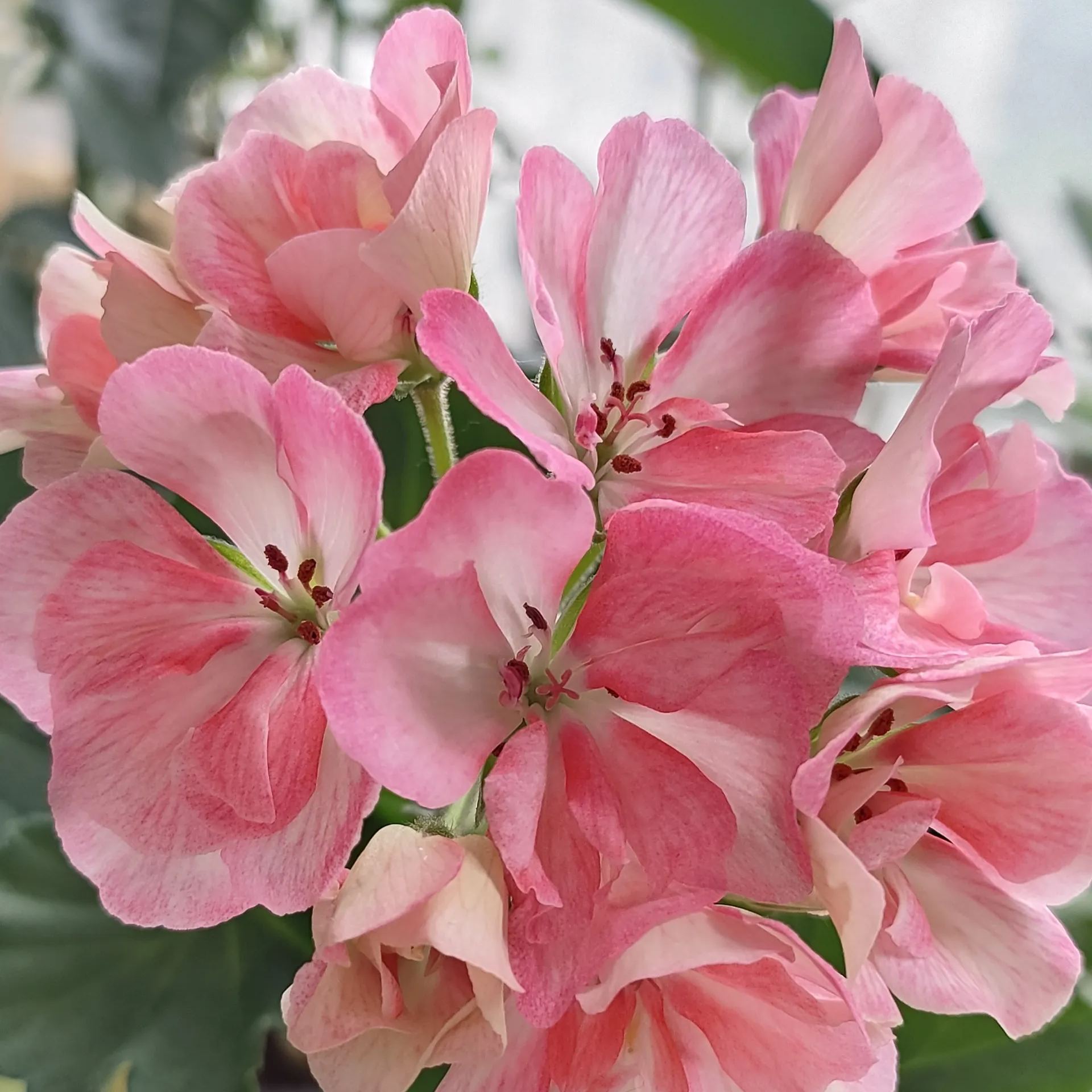 🎆Hot Sale🥂Apple Blossom Geranium Seeds