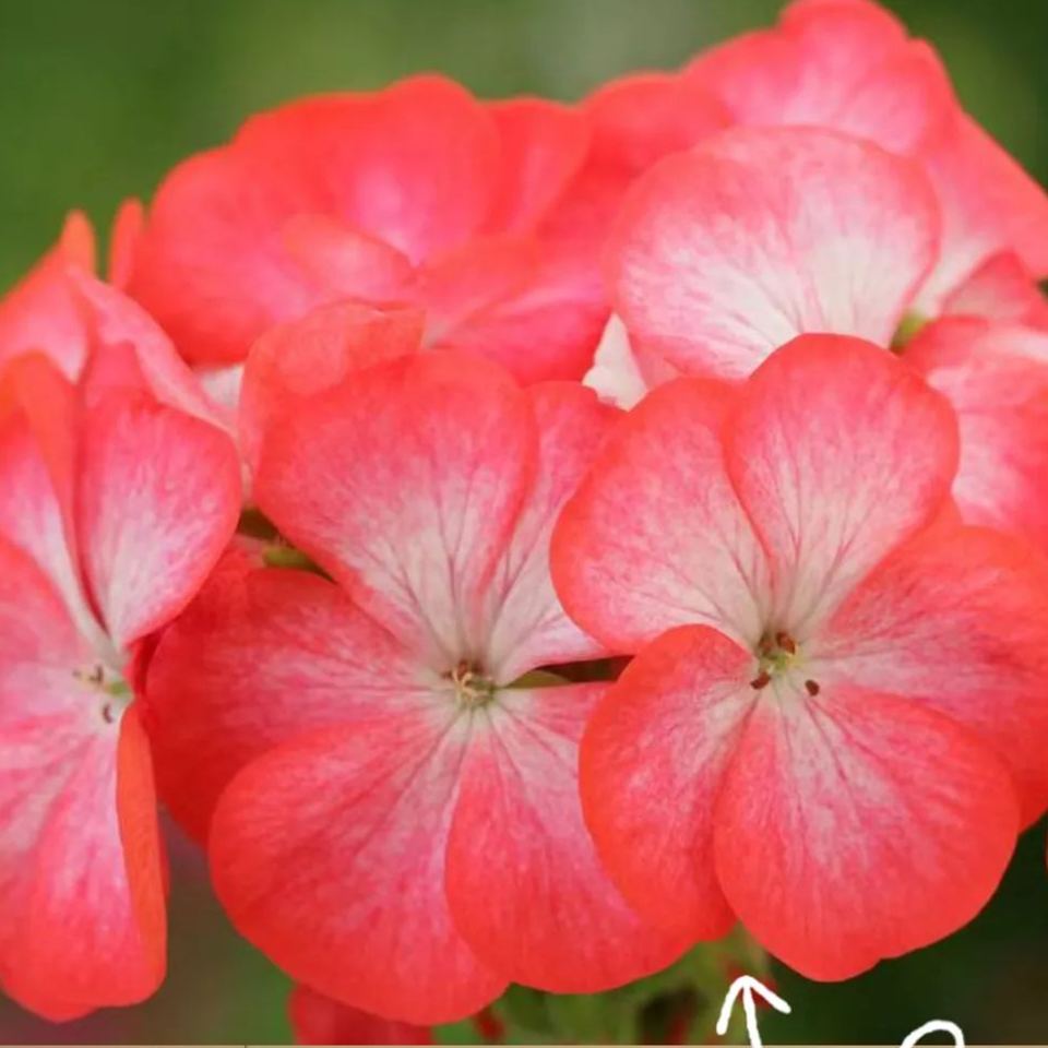 🎆Hot Sale🥂Apple Blossom Geranium Seeds