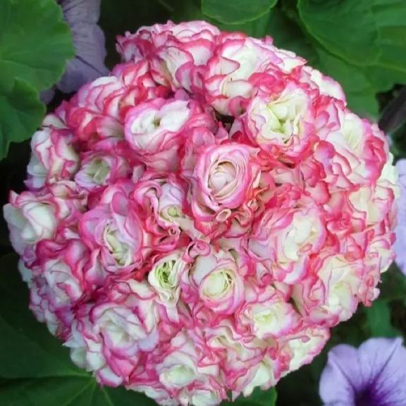 🎆Hot Sale🥂Apple Blossom Geranium Seeds