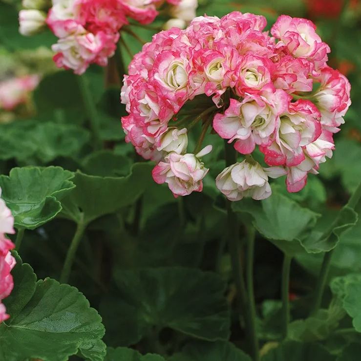 🎆Hot Sale🥂Apple Blossom Geranium Seeds