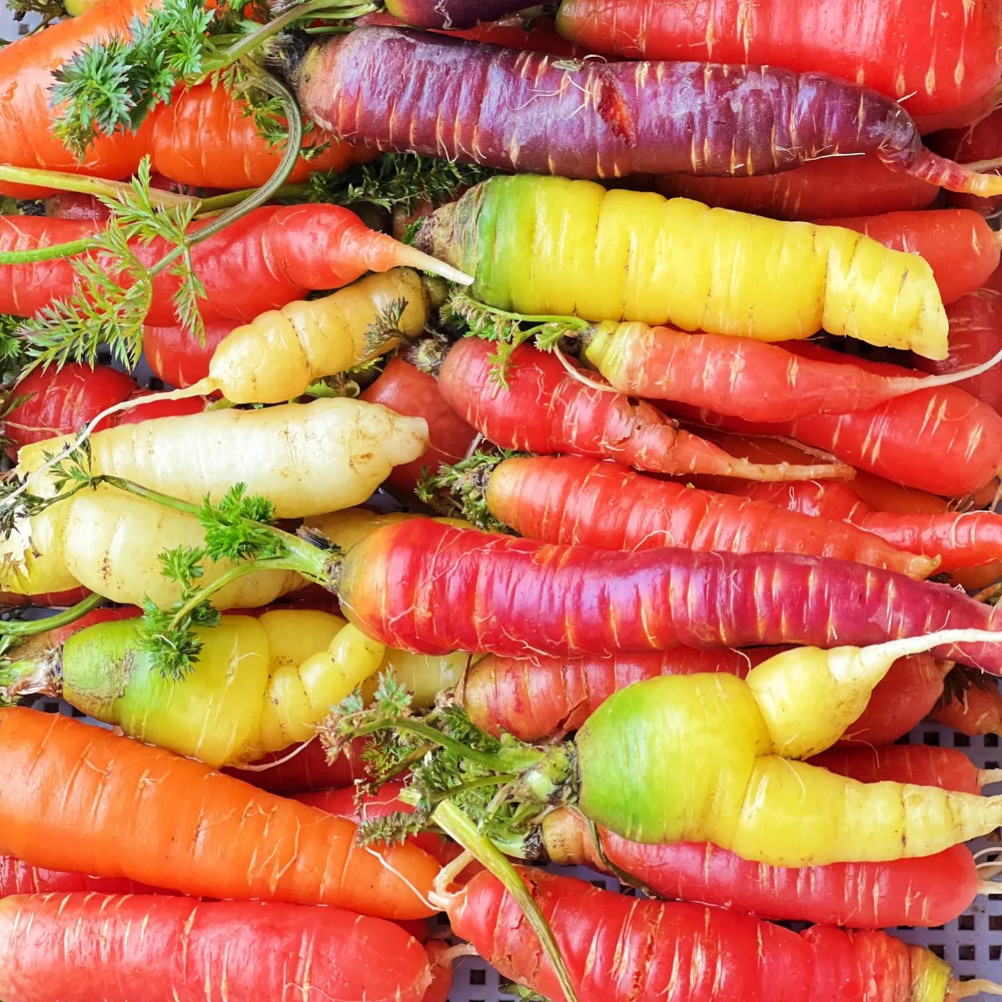 🎆Hot Sale🥂 Colorful Radish Seeds