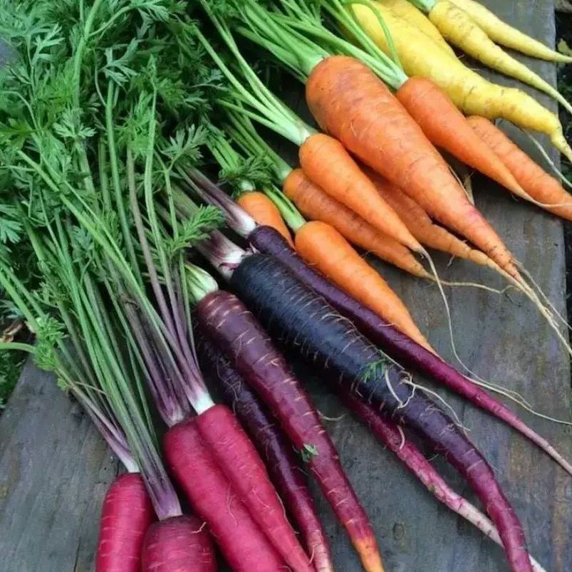 🎆Hot Sale🥂 Colorful Radish Seeds