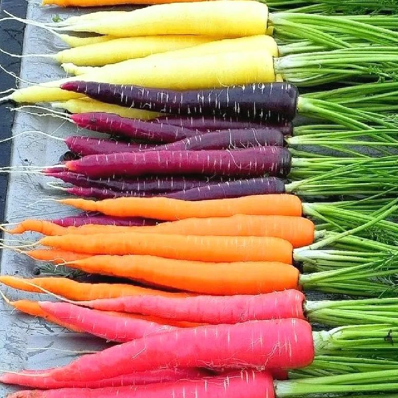 🎆Hot Sale🥂 Colorful Radish Seeds