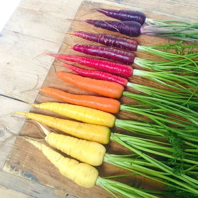 🎆Hot Sale🥂 Colorful Radish Seeds