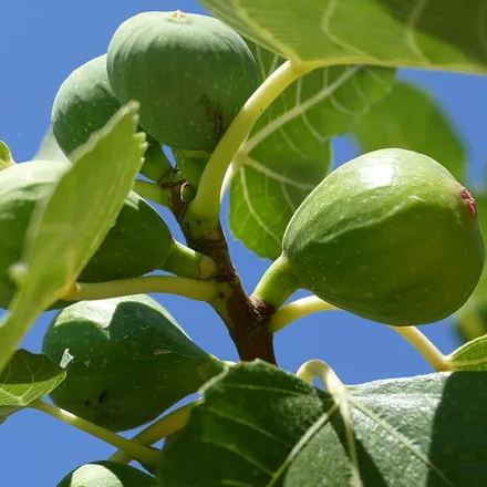 50 Pcs Rare Tropical Fig Plant Mini Tree Bonsai Outdoor Fruit Home Planting Germination