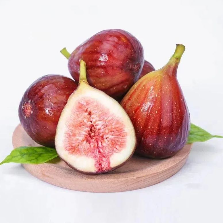 50 Pcs Rare Tropical Fig Plant Mini Tree Bonsai Outdoor Fruit Home Planting Germination