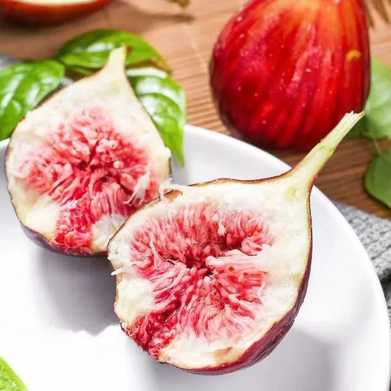 50 Pcs Rare Tropical Fig Plant Mini Tree Bonsai Outdoor Fruit Home Planting Germination