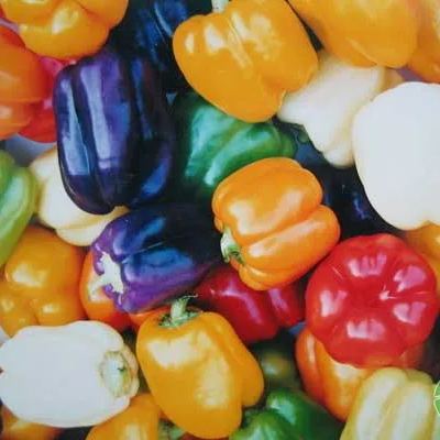 Park Seed Sweet Rainbow Mix Pepper Seeds
