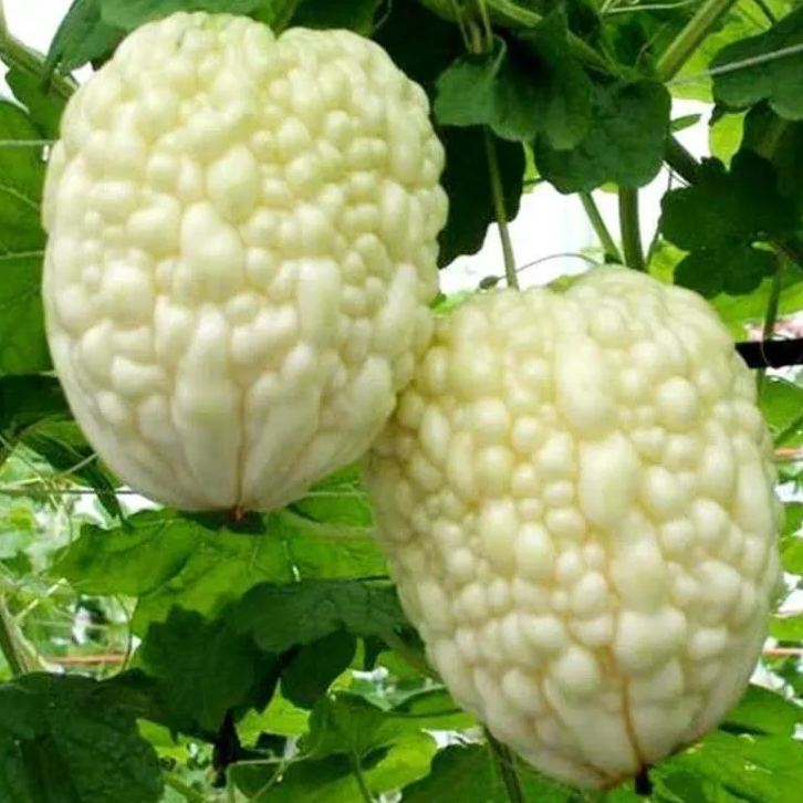 White Jade Bitter Melon